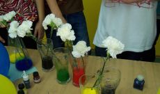 Niemieckojęzyczny interdyscyplinarny projekt edukacyjny z ZSO nr 12 - Kolorowe kwiaty/ Bunte blumen
