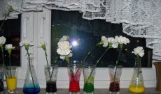 Niemieckojęzyczny interdyscyplinarny projekt edukacyjny z ZSO nr 12 - Kolorowe kwiaty/ Bunte blumen
