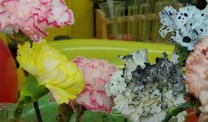 Niemieckojęzyczny interdyscyplinarny projekt edukacyjny z ZSO nr 12 - Kolorowe kwiaty/ Bunte blumen